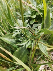 Scabiosa lucida lucida
