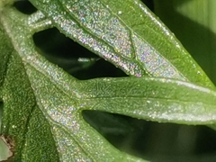 Scabiosa lucida lucida