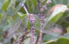 Dythemis velox