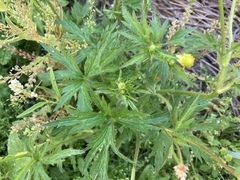 Ranunculus pensylvanicus