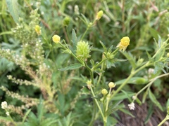 Ranunculus pensylvanicus