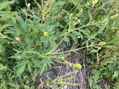 Ranunculus pensylvanicus