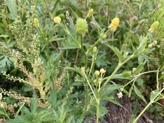 Ranunculus pensylvanicus
