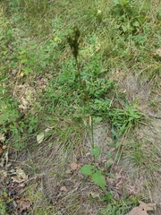 Hypericum montanum