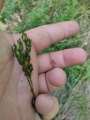 Hypericum montanum