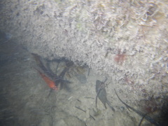 Apogon maculatus