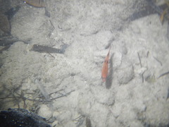 Apogon maculatus