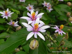 Grewia occidentalis occidentalis