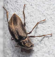 Helichus lithophilus