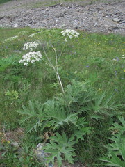 Heracleum asperum