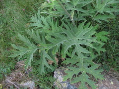Heracleum asperum