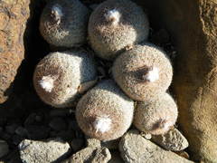 Epithelantha greggii greggii