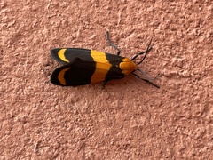 Eudesmia arida