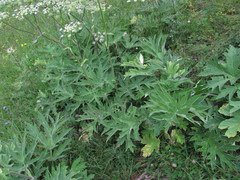 Heracleum asperum