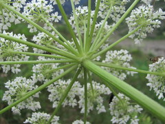 Heracleum asperum