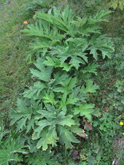 Heracleum asperum