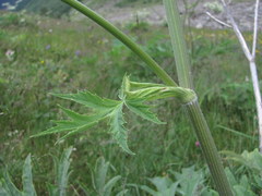 Heracleum asperum