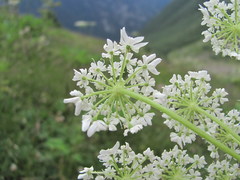 Heracleum asperum