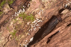 Lentaria byssiseda