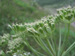 Heracleum asperum