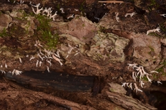 Lentaria byssiseda