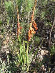 Watsonia aletroides