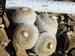 Epithelantha greggii greggii