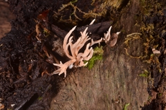 Lentaria byssiseda