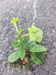 Nicotiana × sanderi