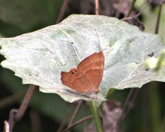 Abisara bifasciata suffusa