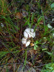 Cortinarius camphoratus