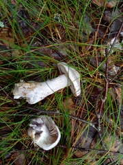 Cortinarius camphoratus