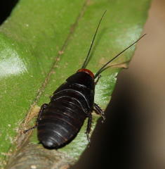 Oxyhaloa deusta