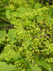 Picrasma quassioides