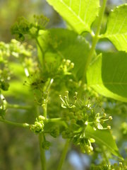 Picrasma quassioides