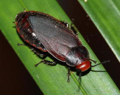Oxyhaloa deusta