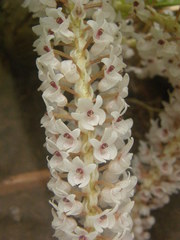Pinalia rhynchostyloides