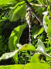 Aeshna cyanea