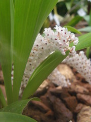 Pinalia rhynchostyloides