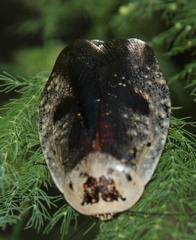 Gyna caffrorum