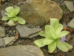 Pinguicula gigantea