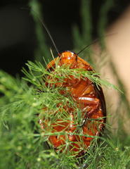 Gyna caffrorum