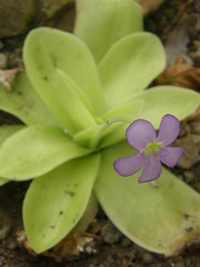 Pinguicula gigantea
