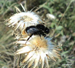 Bombus confusus
