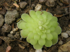 Pinguicula ehlersiae