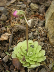 Pinguicula ehlersiae