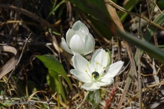 Ornithogalum arabicum