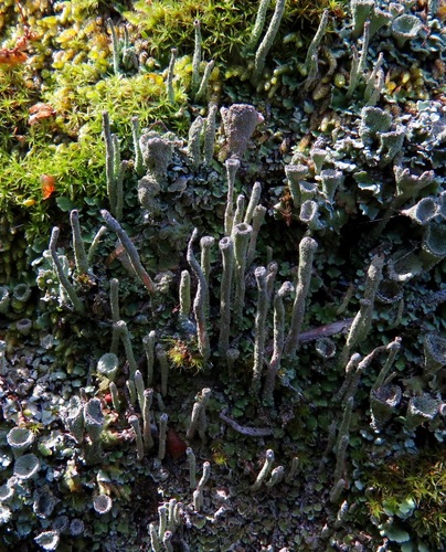 iNaturalist observation photo of pixie cup and reindeer lichens