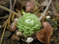 Pinguicula esseriana