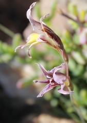 Gladiolus permeabilis permeabilis